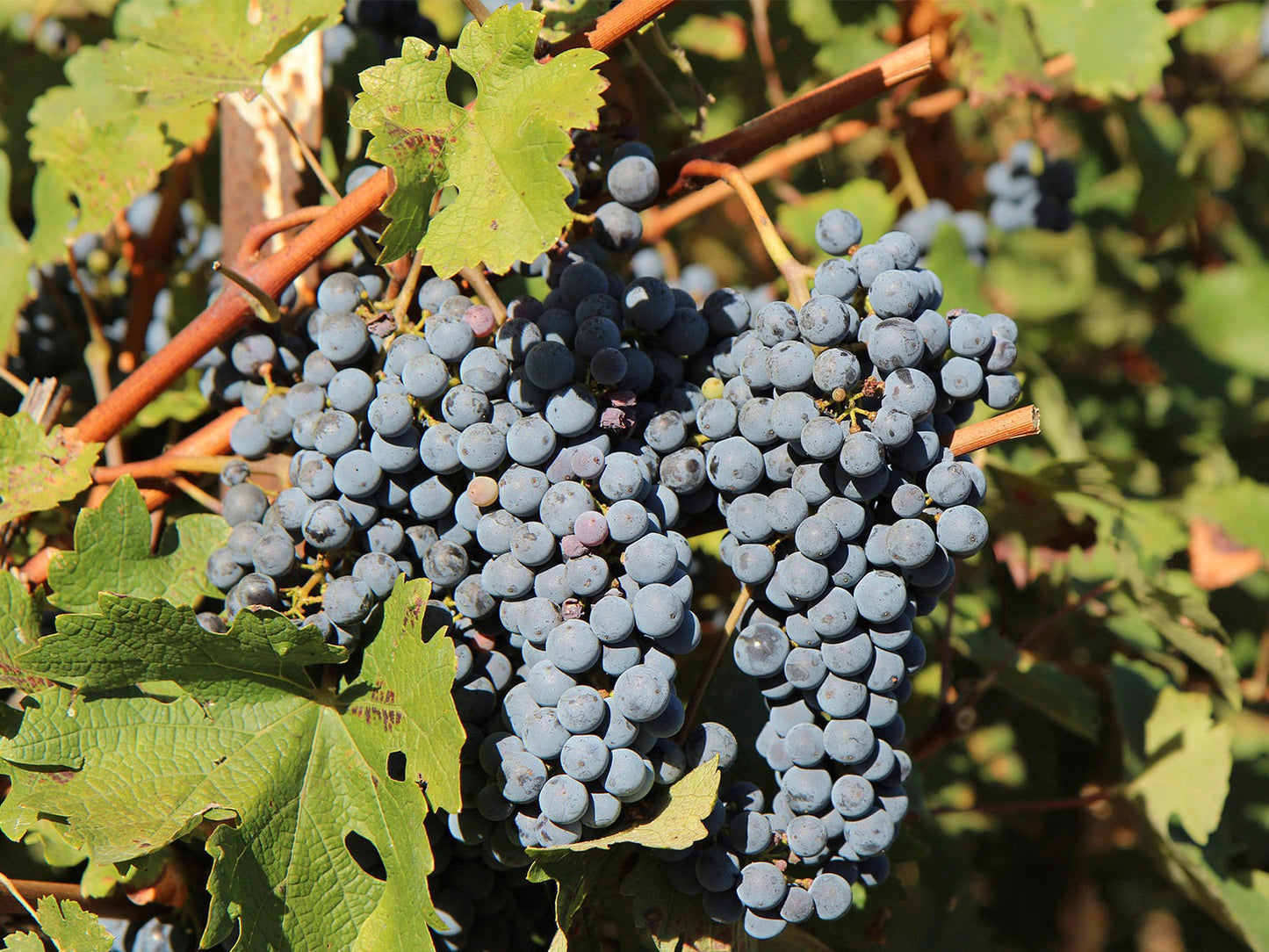 Merlot grape variety
