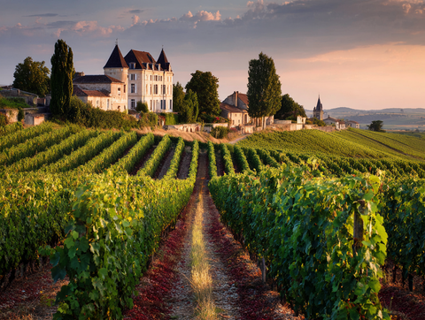 🍇 The 2025 Bordeaux Yield Crisis: Why the First Growths are Reaching New Heights of Scarcity