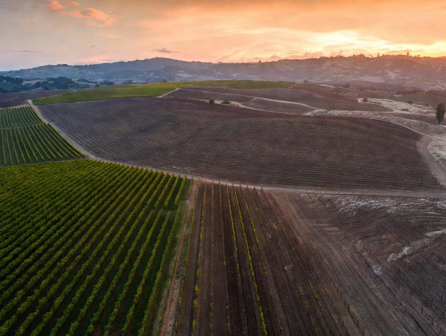 California growers have removed roughly 38,000 acres of vineyards