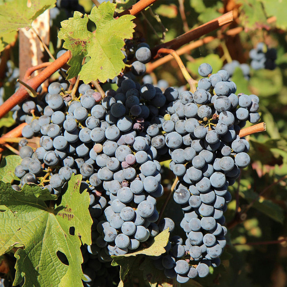 Merlot grape variety