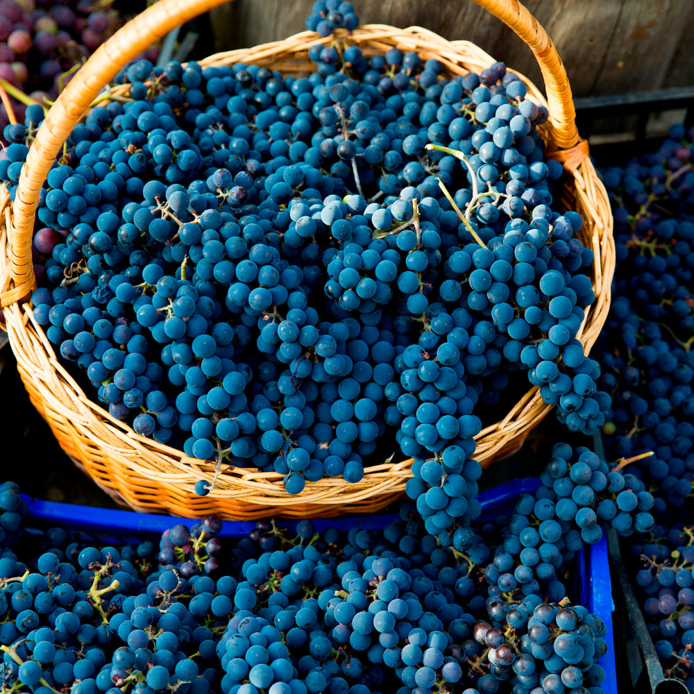 Pinot Noir grape variety