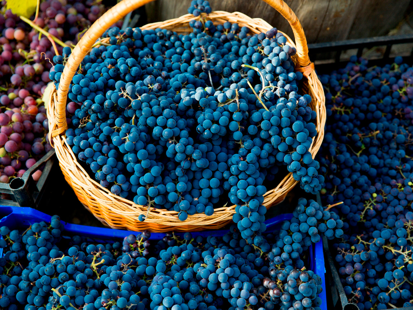 Pinot Noir grape variety