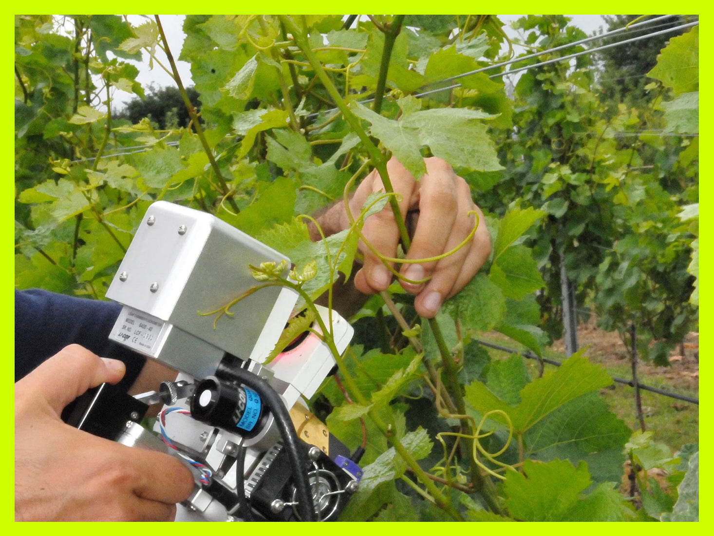 Image showcasing Scientists Unveil Chemical-Free Pest Control Technique – Symbolic Wines®