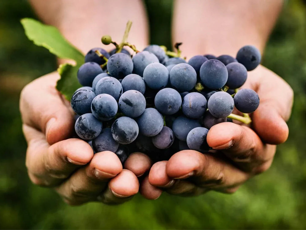The difference between Organic & Biodynamic Wines