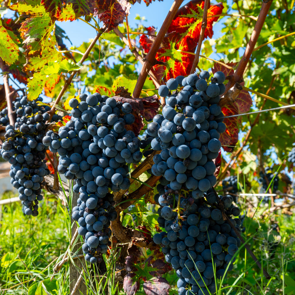 cabernet sauvignon grape variety