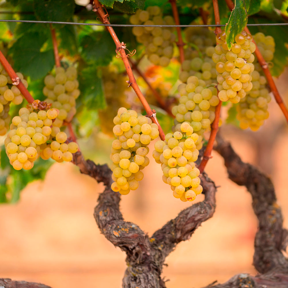 chardonnay grape variety