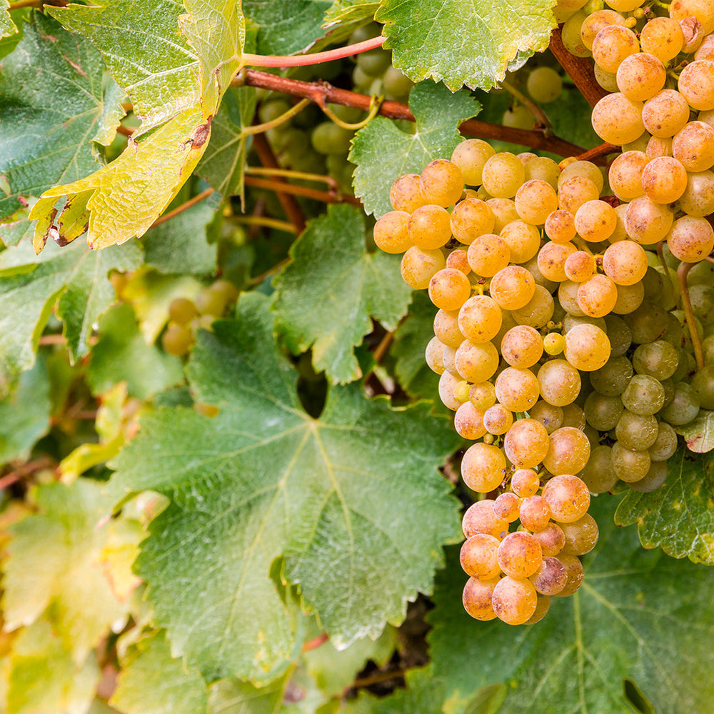 Ripe Sauvignon blanc