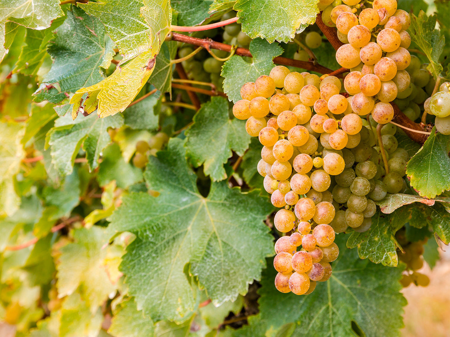 Ripe Sauvignon blanc