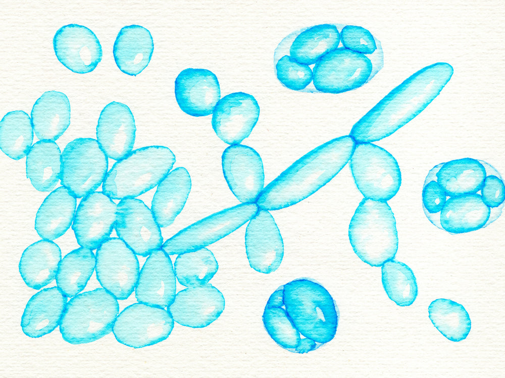 wine yeasts ready for fermentation