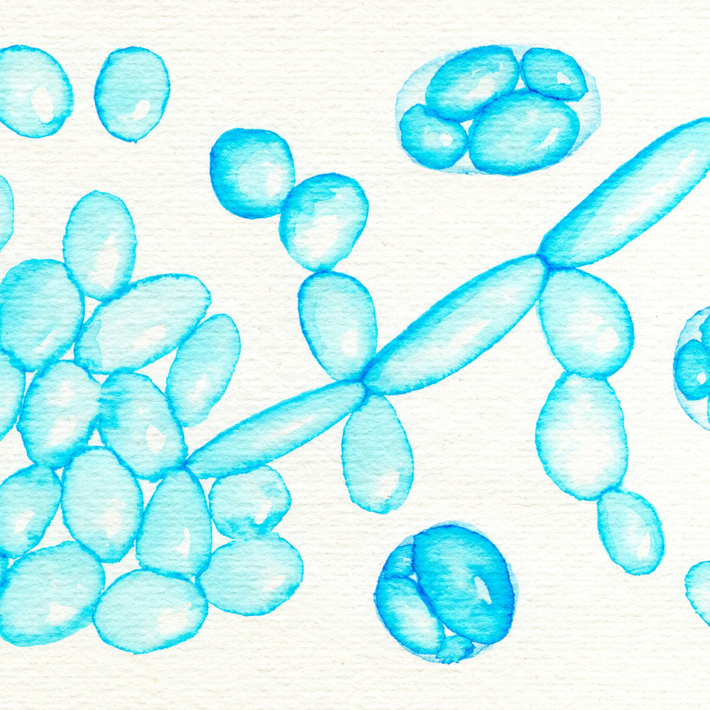 wine yeasts ready for fermentation